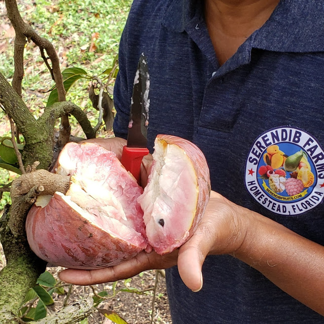 CUSTARD APPLE (Annona reticulata) - variety: Pink (San Pablo)